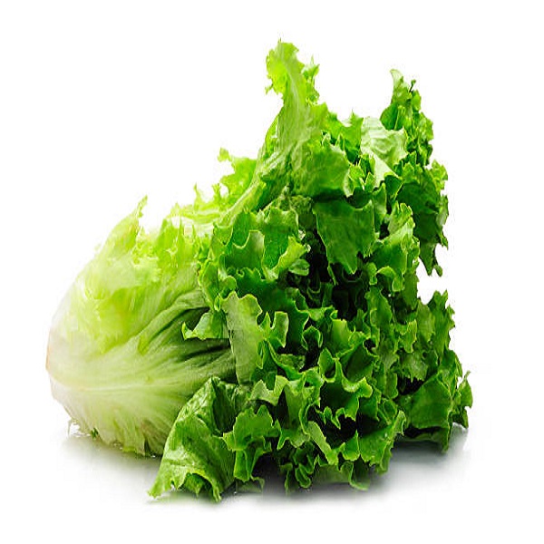 green fresh lettuce. studio shot.Click below to see other images of vegetables: Lettuce - Image 1