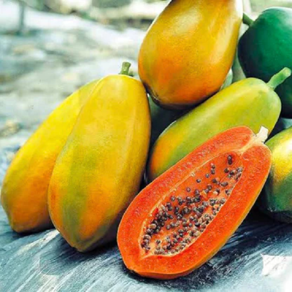 red papaya Red Papaya - Image 1